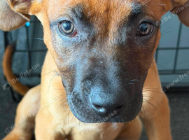10 week old Belgian malinois