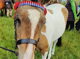 Beautiful part bred arab gelding