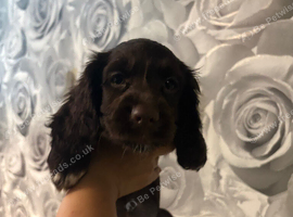2 gorgeous cocker spaniel puppies