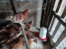 Hi brid Goldline  female pullets