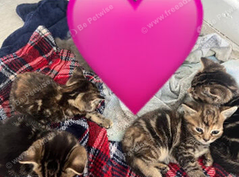 Kittens