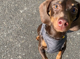 Female Dachshund 4 years old
