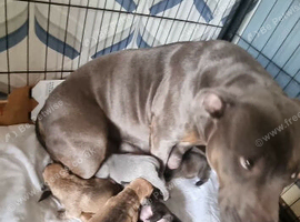 Tan try staff pup