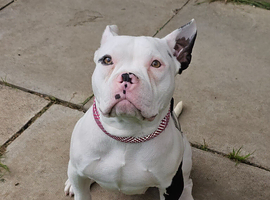 Pocket bully abkc with paperwork