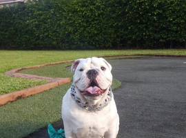 Bully lovers