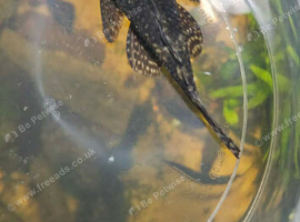 Mixed lot of tropical fish