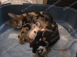 Kittens ready now
