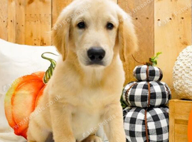 Male Golden Retriever