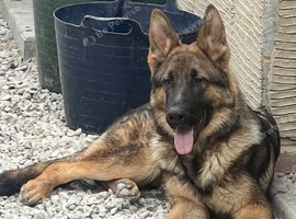 Male Black and Tan short coat German shepherd for sale