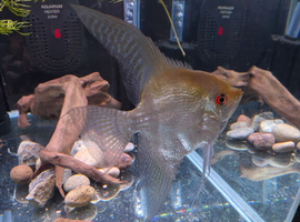 Angel fish
