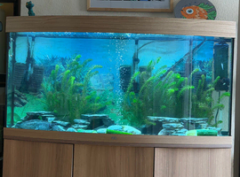 4 male Axolotls for rehome in their tank