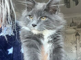 Cat for stud not for sale