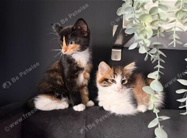 Two 1 year old sisters