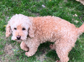 Private Rehoming-Beloved Family Pet Due To Bereavement