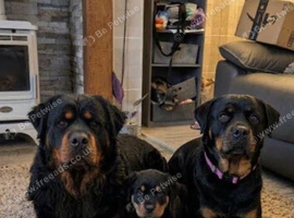 Long haired rottweiler pups