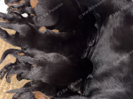 Ready to leave rear top champion kc Rottweiler puppies available