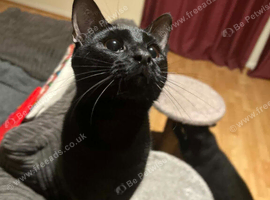 Black cat