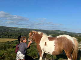 Wanted Mini Shetland Stallion at Stud