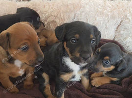 Jack Russell X Red Lakeland Terrier Puppies