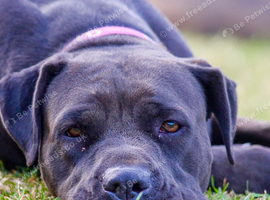 Wonderful 2 year old female