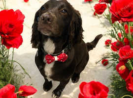 Short Bark and Short Sides Dog Groomers