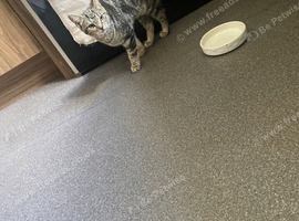 Kitten for sale