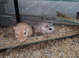 Gerbils