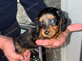 Long hair dachshund puppies