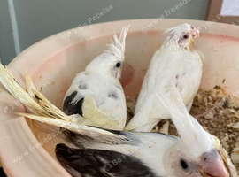 Baby Cockateils