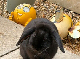 Beautiful Black Lop Rabbit Looking For A New Home