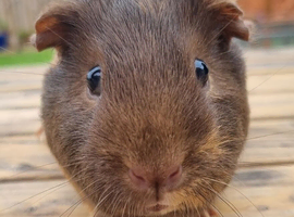 Beautiful Baby guinea pigs for sale