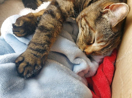 Beautiful Tortie Tabby Female Cat