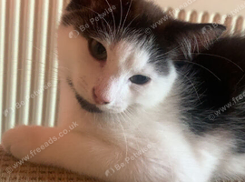 2 male kittens 12 weeks old