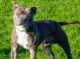*STUD* Staffordshire bull terrier