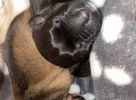 Staffy cross puppies