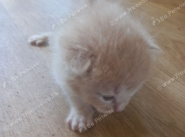 5 kittens to be rehomed
