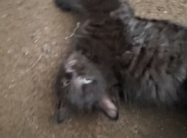 2 boy kittens