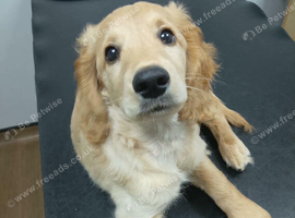 Male cockerpoo
