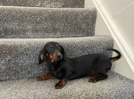 Miniature dachshund
