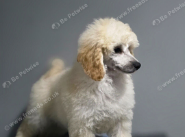 Show quality KC REGISTERED TOY POODLES