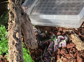 Craw cray boa constrictor