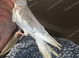 Hand Reared Whiteface Cinnamon Pied Cockatiel