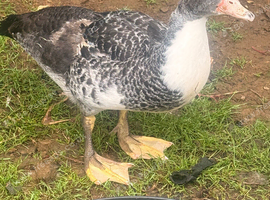 Barred Muscovy drake for sale
