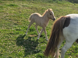 Mare&filly foal