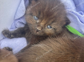 Stunning ragdoll x long haired domestic lovely brown colours