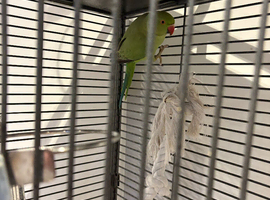 Ring neck parakeet