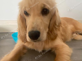 6 month old cocker spaniel