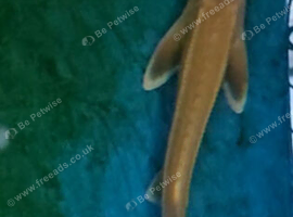 Young Albino Sturgeon