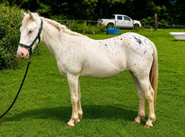 Appaloosa yearling filly