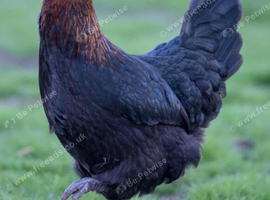 Young Black copper marans